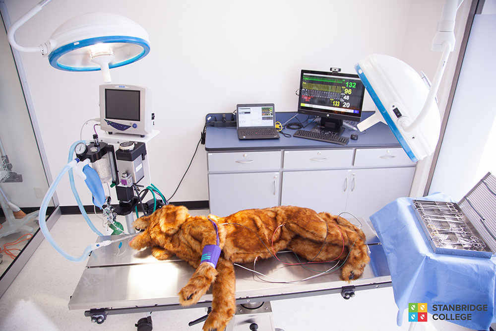 Robo-Dog: Stanbridge College Introduces Cutting-Edge Technology for Veterinary Students