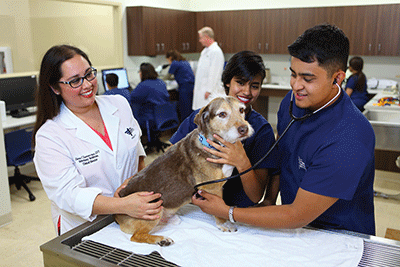 Veterinary Technician program
